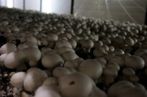 IP67, mushroom grow lighting